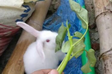 My Cute Bunny Playing with me | Funny Rabbit 2020