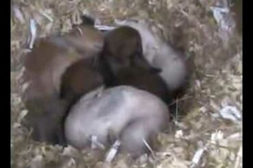baby bunnies 1 week old