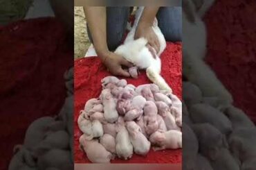 Birth of a Rabbit &  Many Beautiful Rabbits and three months later