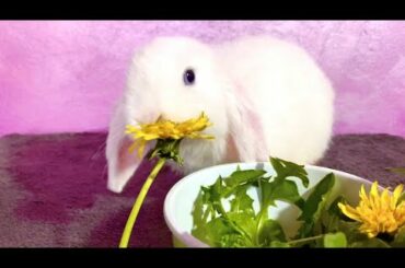 Rabbit eating flowers | Cute bunny ASMR
