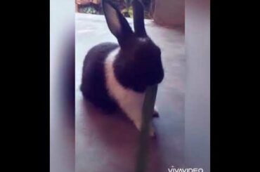 Cute Rabbit☺️🥰