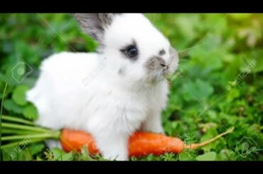 Funny and Cute Baby Bunny Rabbit Videos - Baby Animal Video Compilation (2020) | 786 kids tv.
