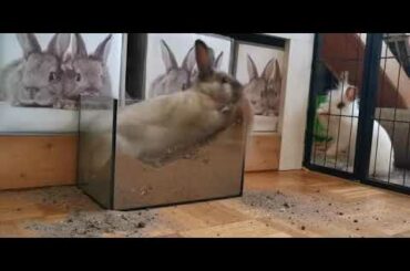 cute rabbit