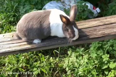 Cute bunny does not give up!