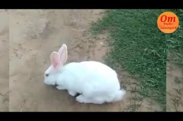 cute rabbit playing 🐰😘🥰