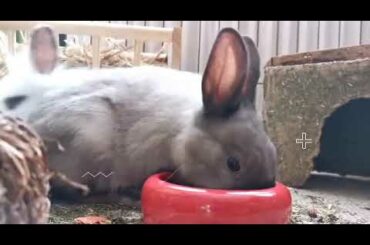 Talented Rabbit, so cute........