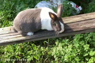 Cute bunny climbs up the plank