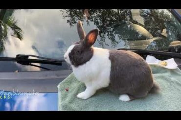 Cute bunny chillin on car with her snacks