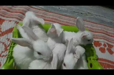 my cute bunny's