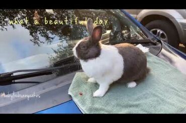 Cute bunny chillin on top of a car