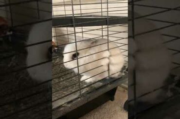 A really cute bunny