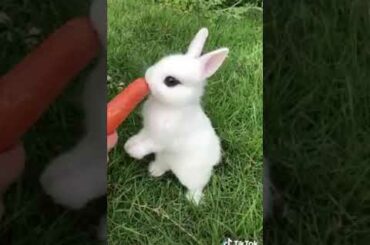 Cute bunny eating carrot