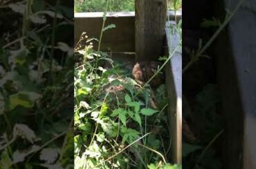 Cute bunny found in backyard