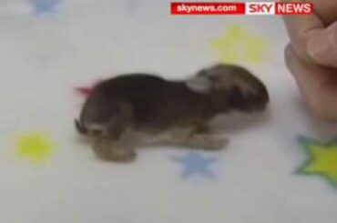 Happy Easter: Baby rabbit rescued