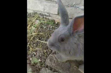 Cute Rabbit😘😘😘 so cuteee❤❤❤❤ | Cute Pets Squad