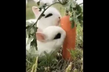 Real Shots Channel 🌟Cute Baby Rabbits🌟 #animals #feeding #animal_care