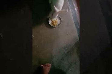 Cute Rabbit
