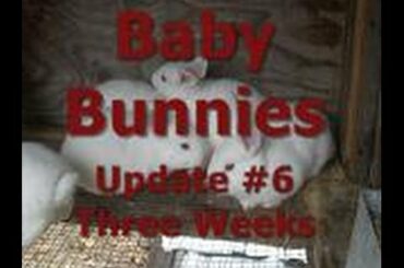 Baby Bunnies - Update #6 (Three Weeks Old)