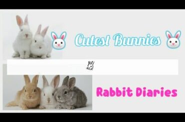 Cute Bunnies   | Rabbit Diaries |  🐰  Cute Bunny 🐰
