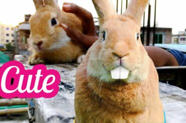 Awe Animals | So Cute Bunny Rabbit 2020 | Oreo's Home