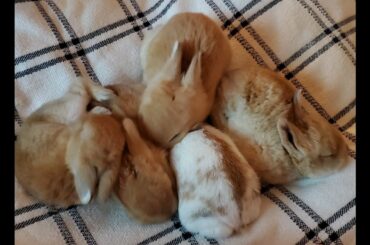 Baby Bunnies!