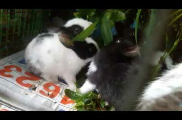Baby rabbits😚😘😘😘😘😍