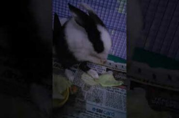 Cute baby rabbit rubbing his eyes