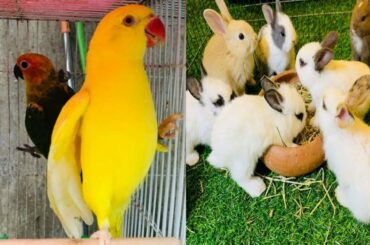 baby rabbit and baby parrot 2020 part 1