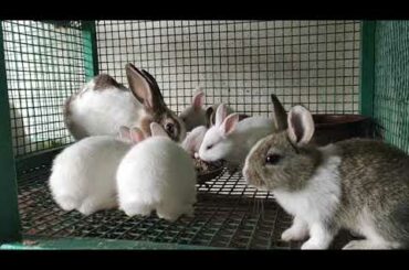 Cute Bunnies