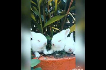 Rabbit-A Funny and cute bunny videos