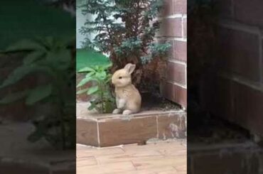 Rabbit so cute