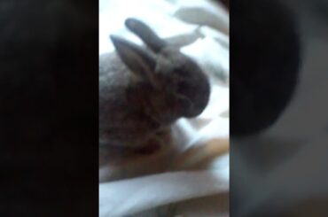 Baby. Bunny so so so so so so so cute