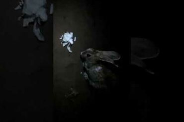 cute rabbit eating cabbage