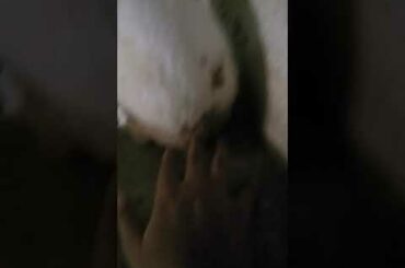 my cute rabbit