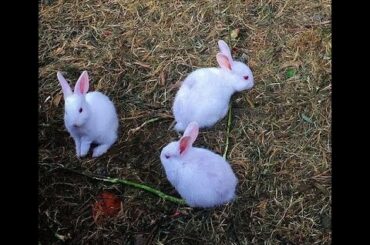 Little Rabbit YT / Rabbit/ Pets / baby bunny   #chefshibaji