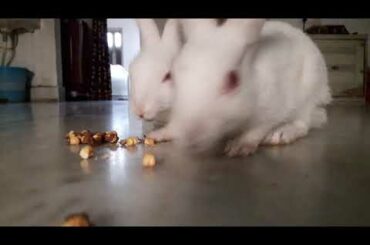 Cute  rabbit foodlife