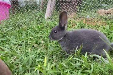 daily rabbit rabbit Lots of cute little rabbits on the grass