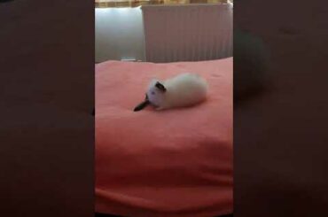 cute baby bunny playing