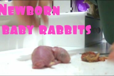 Newborn baby rabbits