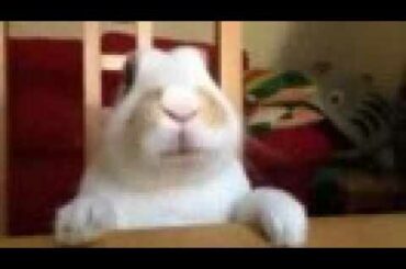 coelho fofo ❤ ( cute rabbit ❤)