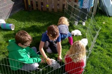 New Children Meeting My Baby Mini Lop Bunnies - Confident Baby Rabbits