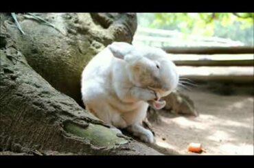 Cute Rabbit