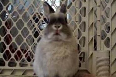 The REAL "Energizer Bunny"