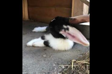 cute bunny 😊😍😘
