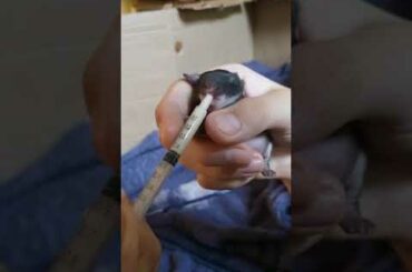 Feeding the cutest baby rabbit (kits)