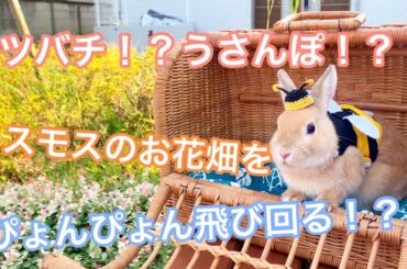 コスモスのお花畑をうさんぽ！ネザーランドドワーフのうさぎがミツバチコスプレでぴょんぴょん跳ねる！Cute Netherlands dwarves bunny wear bee cosplay.