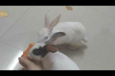 Cute🐇 baby bunnies🐰 eating 🥕 carrot 🐰