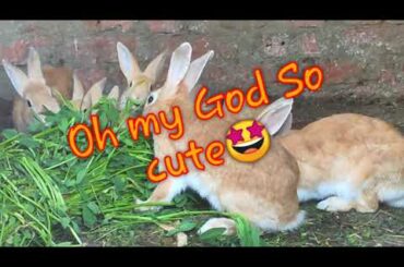 Bunny babies eat with their mothers 🐇 it's so cute. you should watch xD