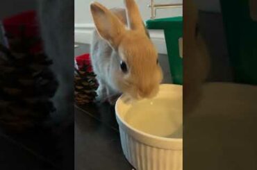 Cute bunny drinking water
