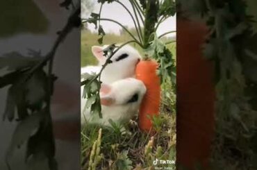 Rabbits eating Carrot. Cute bunny